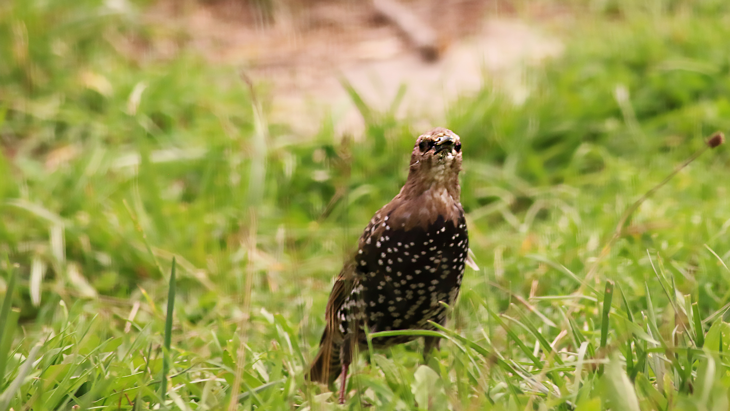 European Starling
